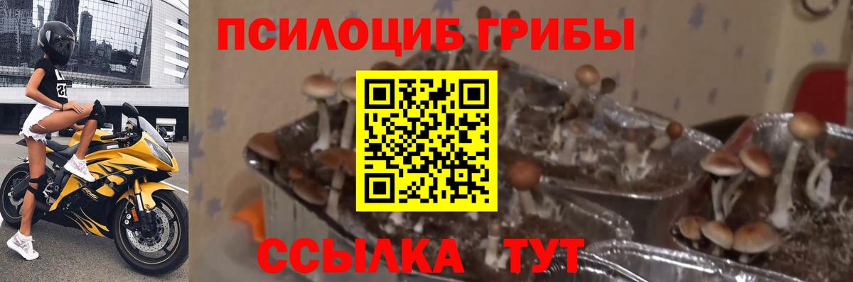 Галлюциногенные грибы Psilocybe Южноуральск